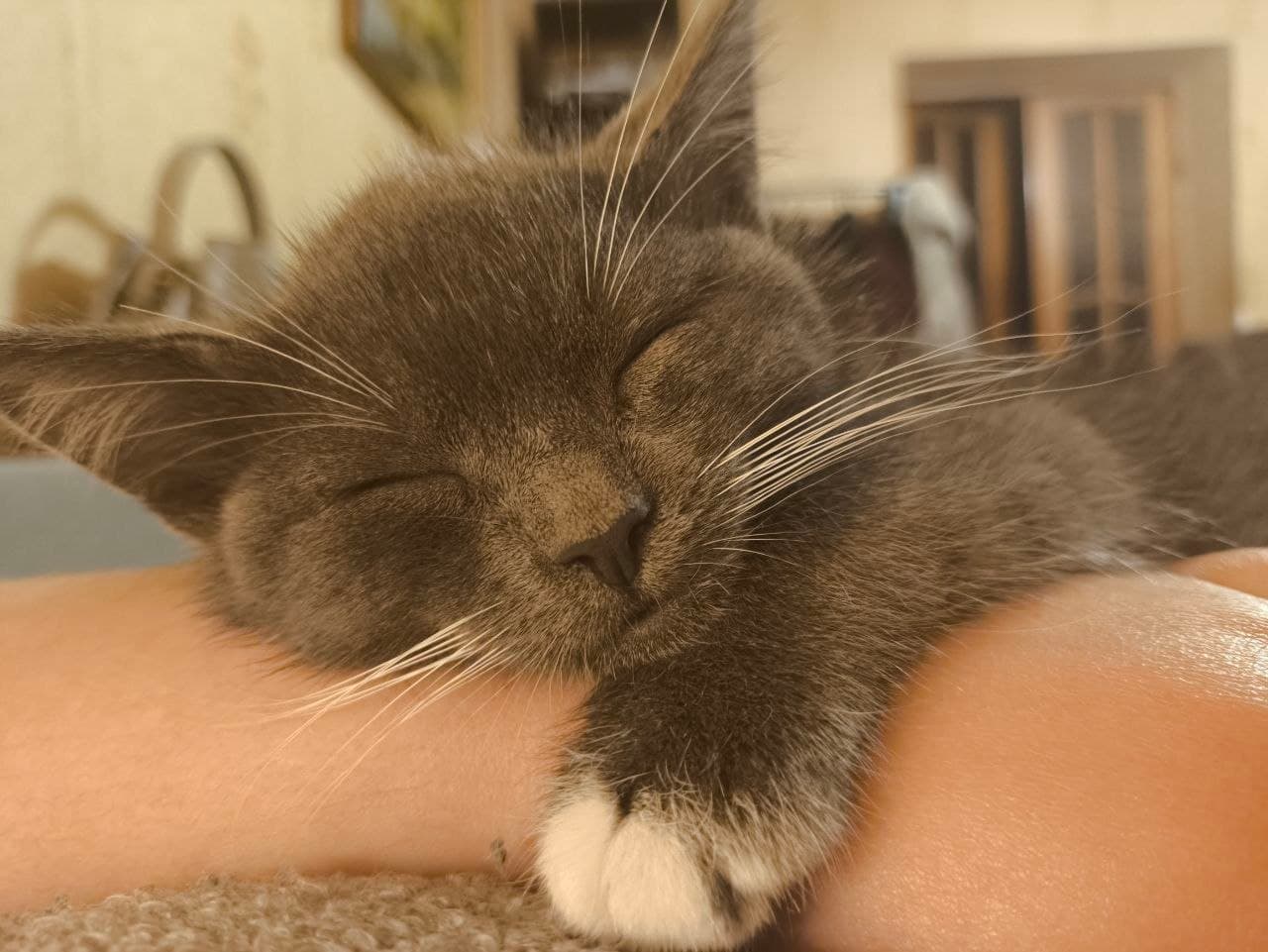 Дымчатый котёнок спит на руке