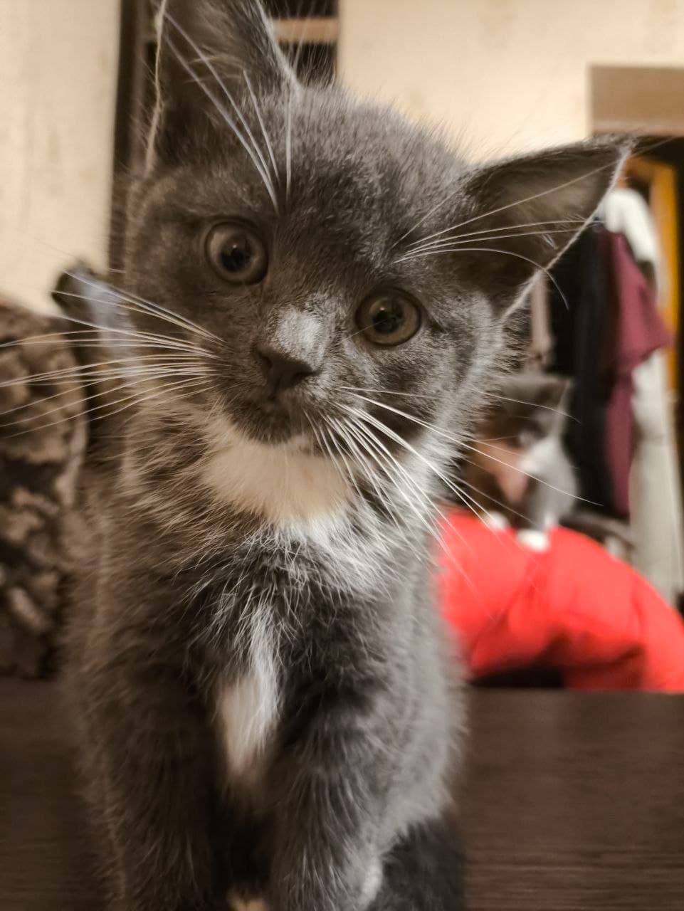 Дымчатый котёнок смотрит в камеру